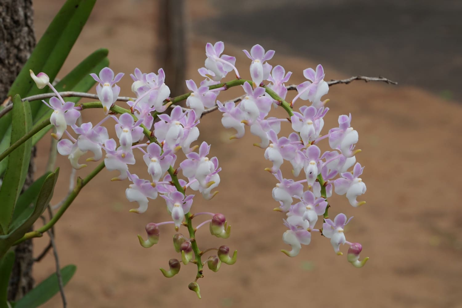 Orchidea eufrasia: coltivate questi fiori delicati e affascinanti nel vostro giardino