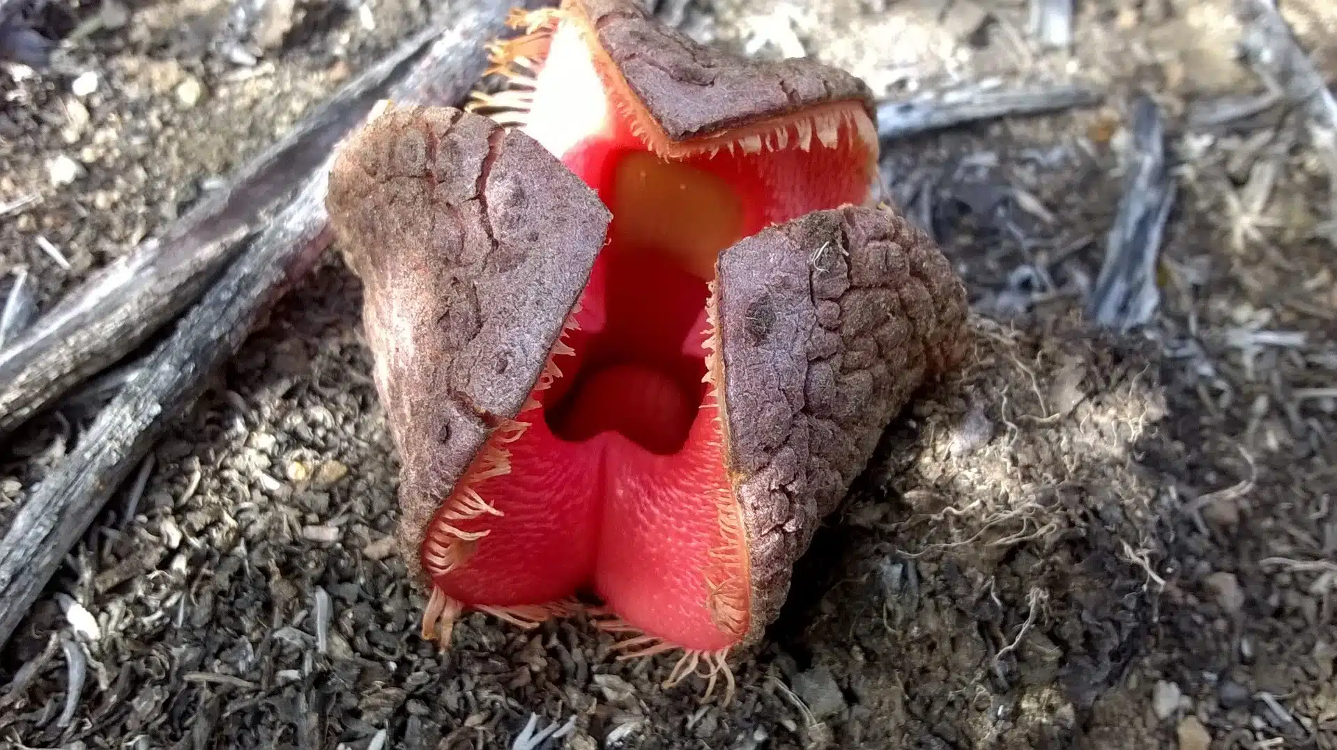 Hydnora africana: la bizzarra e affascinante pianta che sfida la natura