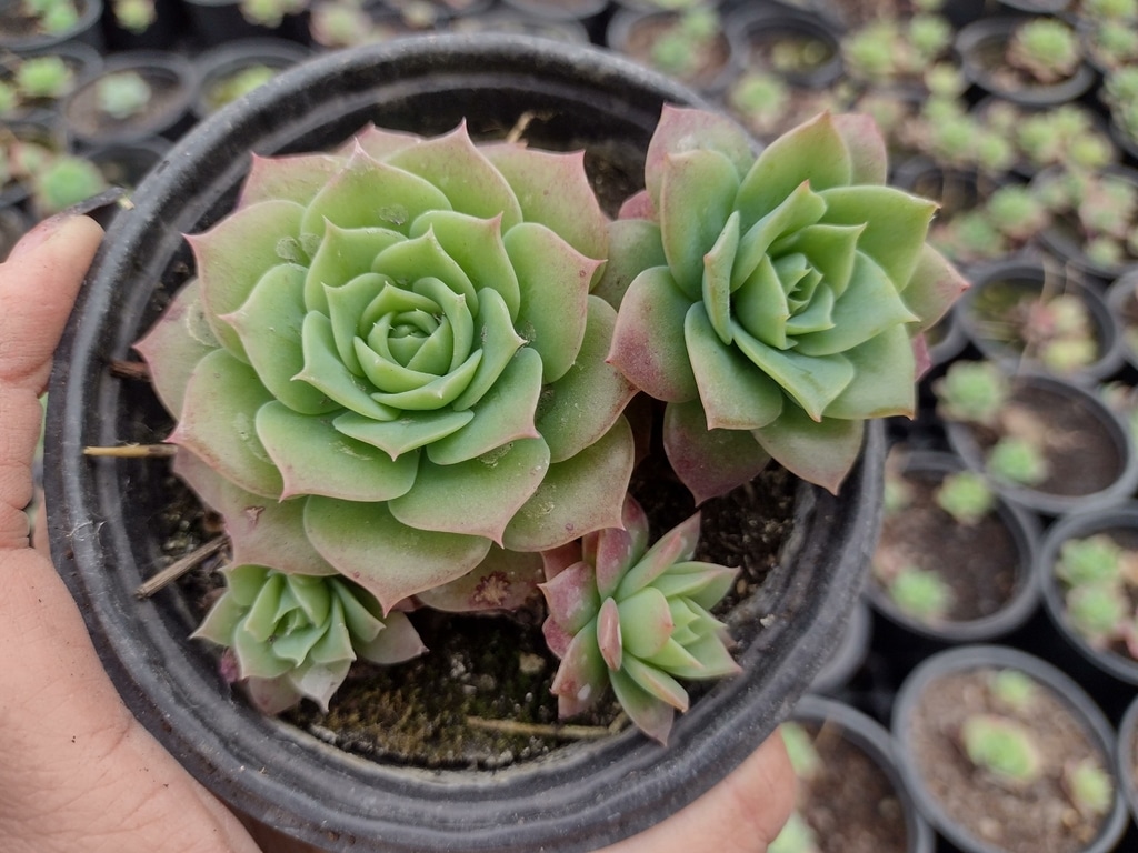 Una piccola pianta deliziosa: imparate a curare la succulenta jadeita