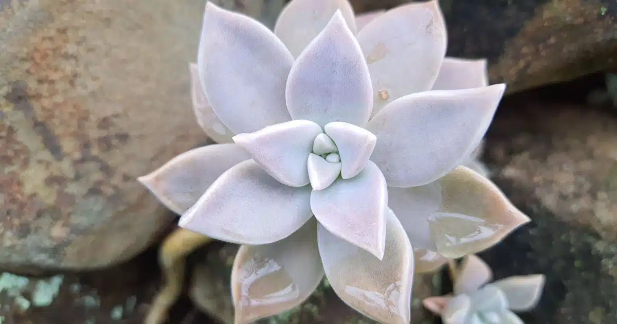 Plantafantasma: per saperne di più su questa succulenta e su come prendersene cura