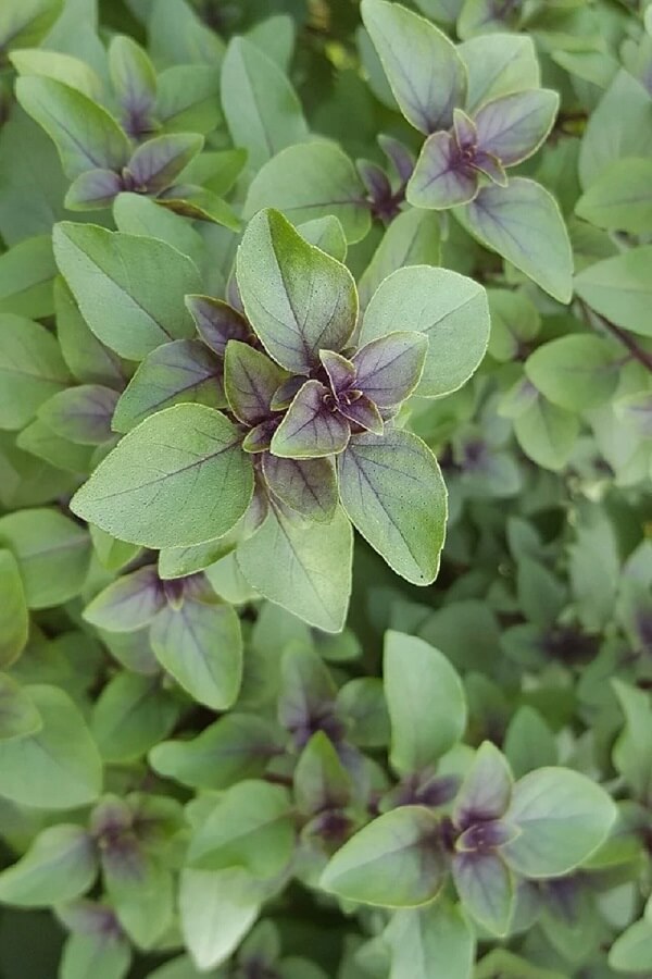 Come coltivare il basilico viola in casa