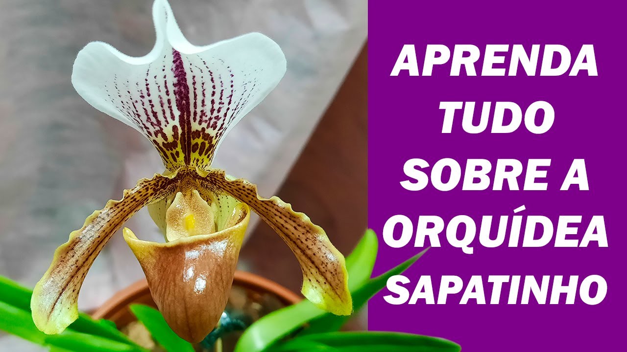 Orchidea pantofolaia: imparare a piantarla passo dopo passo
