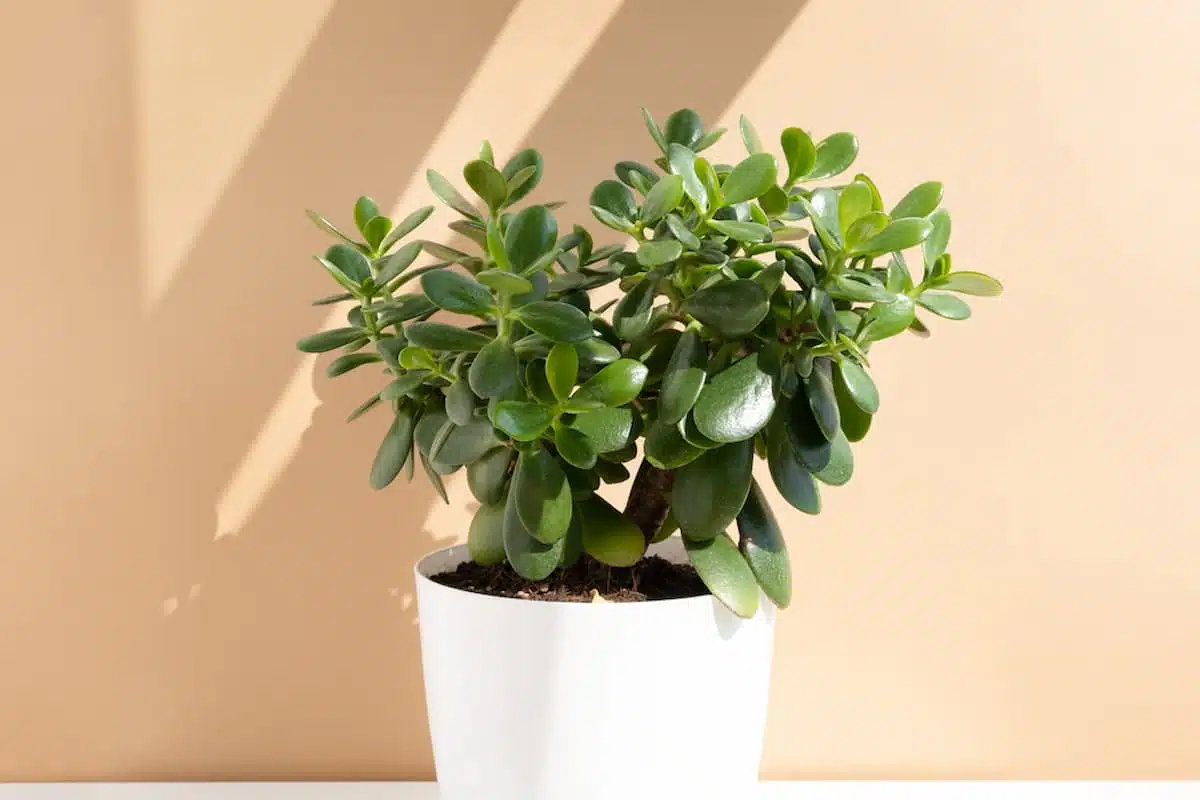 Albero di giada: scopri i benefici di avere questa succulenta in casa