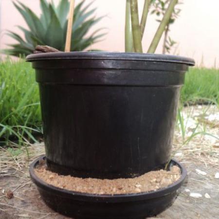 Sapere quando aggiungere la sabbia ai vasi delle piante