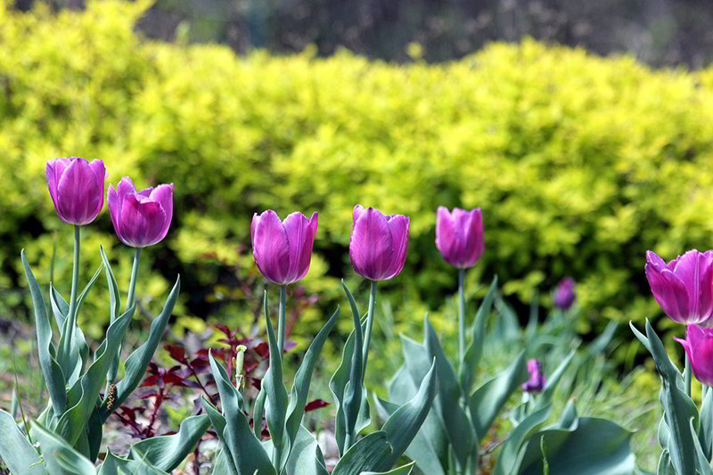 Tulipano: quando è il momento migliore per coltivare il fiore?