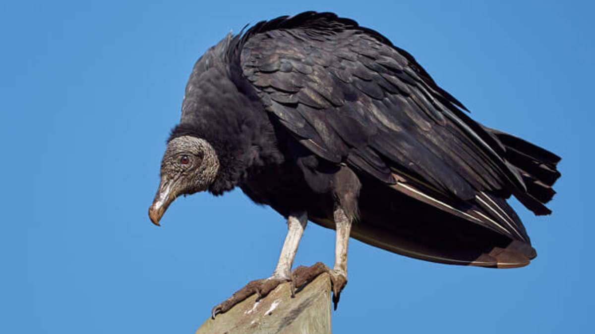 Pix vulture: scopri tutto sulla nuova truffa e scopri come proteggerti!